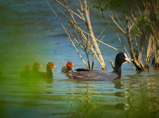Family of eurasian coots