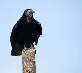 Rook perched on a pole