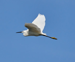 Great egret in flight