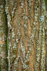 Obraz premium Hornbeam tree bark closeup