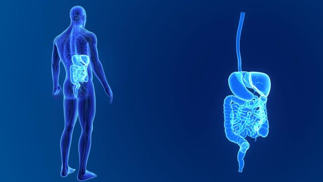 Digestive system zoom with anatomy