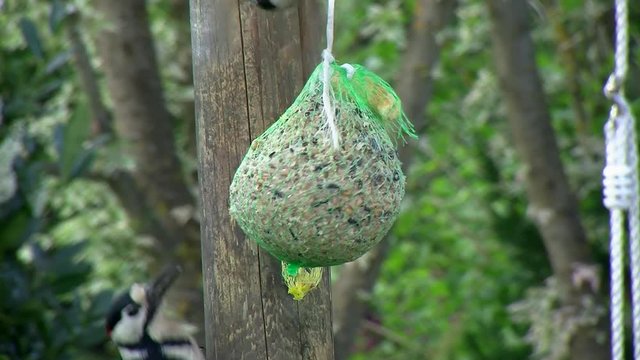 Meisenkn&ouml;del, Sperlinge und Buntspecht (Gro&szlig;aufnahme)