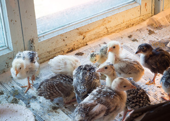 Chicks Turkey © pavelkant