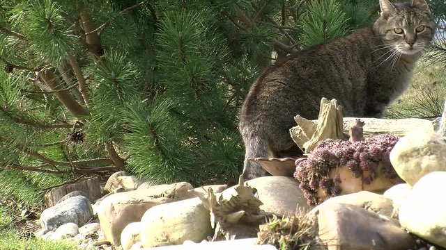 Unser grau gestreifter Kater "Tiger" auf Beobachtung