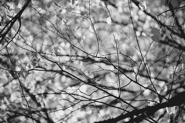 Branches of a tree autumn black and white