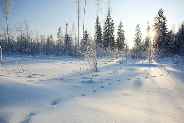 winter landscape footprints in the snow
