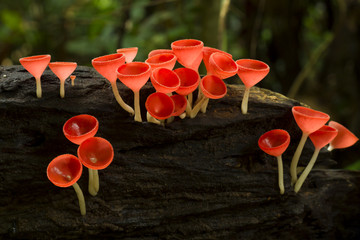 Pink burn cup,Tarzetta Rosea ( Rea) Dennis (Pyronemataceae),Fungi cup in the wild