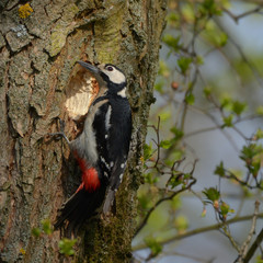 Dzięcioł duży / wiosenne przygotowania do rozrodu © Rafał Okraj