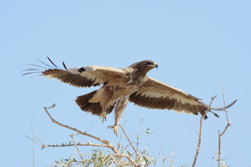 Steppe eagle