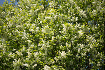 A branch of blooming bird cherry. background