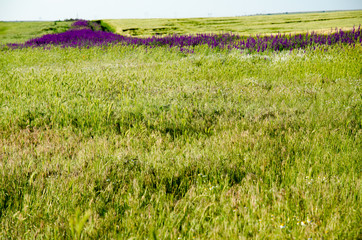 Purple flowers on the field