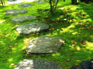 春の飛び石のある苔庭