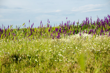 Purple flowers on the field