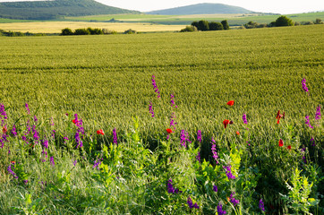 Red poppies on a wheat field