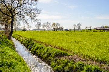 Dutch agricultural landscape in backlit