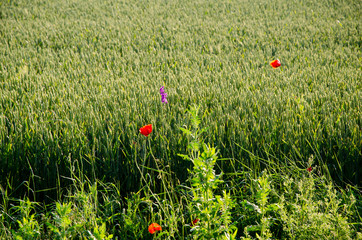 Red poppies on a wheat field