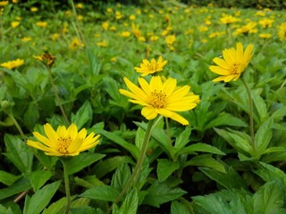 The yellow wild chrysanthemum is very beautiful 