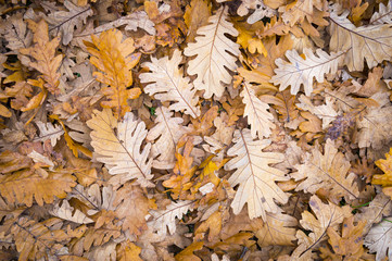 Fall foliage background in muted brown and orange tones in a pile of fallen leaves from a forest of oak trees