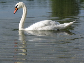 I Can See You - Swan - Linz