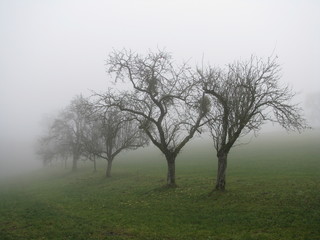 November Trees - Austria
