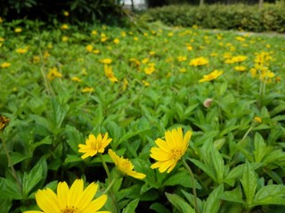 The yellow wild chrysanthemum is very beautiful 