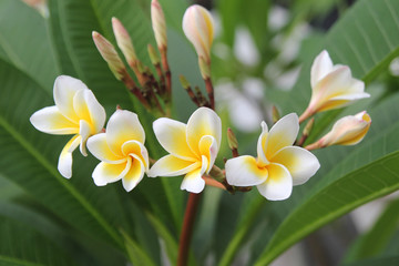 Travel to island Phi Phi, Thailand. White-yellow flowers of plumeria on the branch in the park.