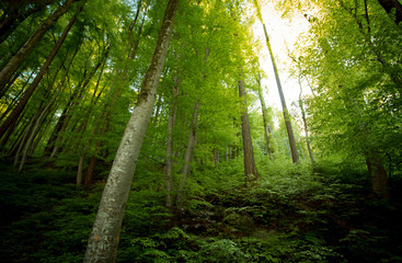 Fototapeta premium Wald Mels