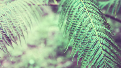 Natural background. Unravelling fern frond closeup.  Thailand chiangmai doiinthanon