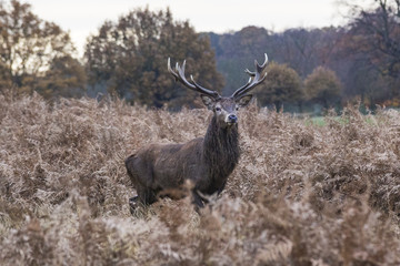 A Red deer stag