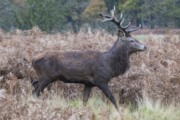 A Red deer stag