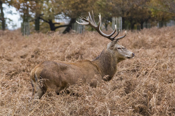 A Red deer stag