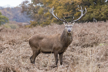 A Red deer stag