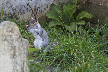 Eastern gray squirrel