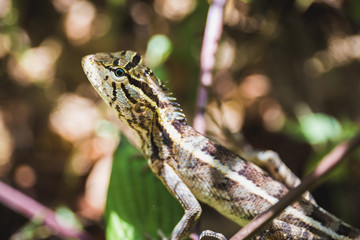 Lizard Sri Lanka