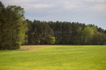 Dark forest in the spring. Young greenery