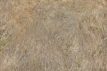 Last year's dry grass close up