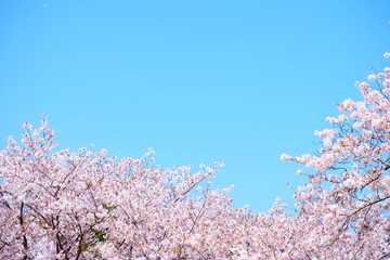 青空とさくら