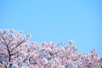 青空とさくら
