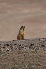 gopher small african mammal animal