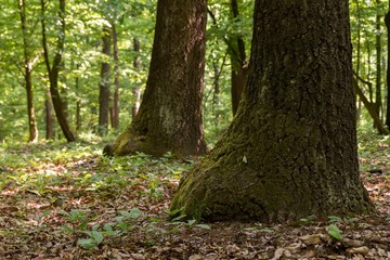 Green forest with oak trees