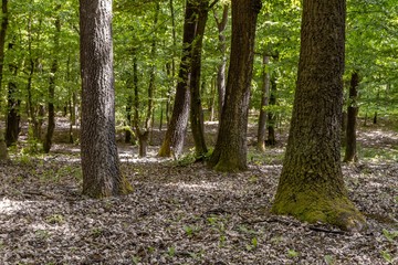 Green forest with oak trees