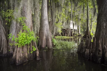 Gordijnen Scenic view of swampland in the American South with traditional shack on stilts among the roots of bald cypress trees and Spanish moss in Caddo Lake, on the Texas - Louisiana border © lazyllama