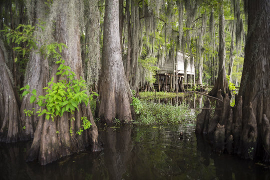 Scenic view of swampland in the American South with traditional shack on stilts among the roots of bald cypress trees and Spanish moss in Caddo Lake, on the Texas - Louisiana border
