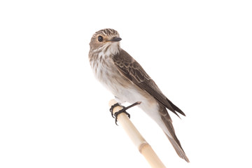 Fototapeta premium Spotted Flycatcher