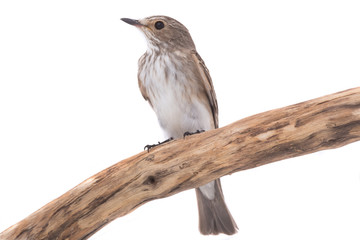 Spotted Flycatcher