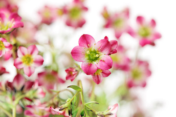 flowers on white background