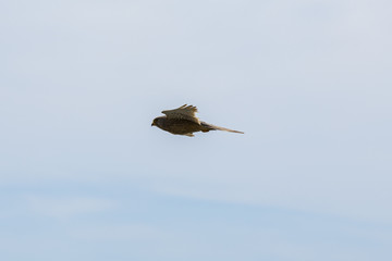 Peregrine falcon
