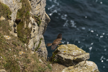 Peregrine falcon