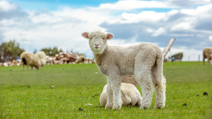 Lämmer und Schafe in Neuseeland (New Zealand)