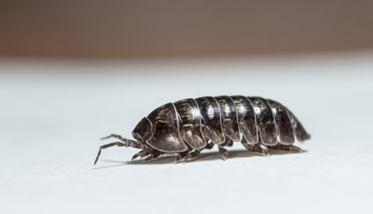 wood louse